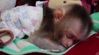 Oh! Perfectly Adorable Baby Monkey, Newborn Monkey Jason Snuggle Sleep When Mom Give Love & Care