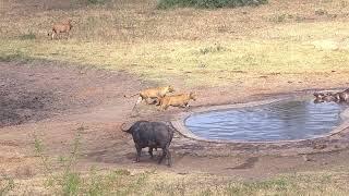 Buffalo Pays Final Respect While Surrounded By Lions