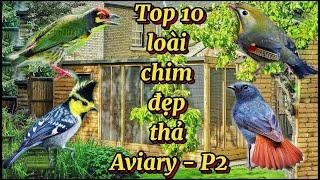 Những loài chim Đẹp & Hót hay nên nuôi thả Aviary - Chuồng nuôi rộng lớn tại Việt Nam || Phần II