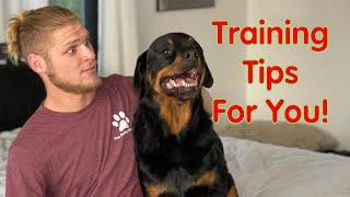 Rottweiler Training Guide / How To Love Them