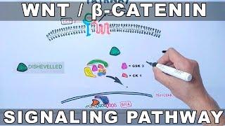 Wnt/β-Catenin Signaling Pathway