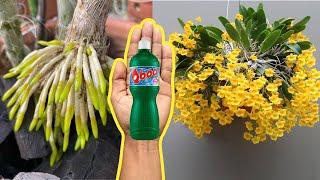 COLOQUE ÁGUA SANITÁRIA NAS ORQUÍDEAS O RESULTADO SERÁ INCRÍVEL