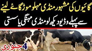 Today Malumor Mandi Jhang Rates Update | Cows Fresh Rates Update | Cow Mandi