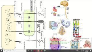 7 Functional Components of  Cranial Nerves I Neuroanatomy I PNS