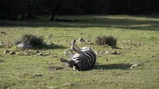 The plains zebra