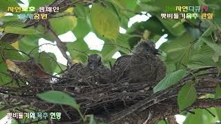 멧비둘기 육추현황 5편_새끼2마리가 어미오기를 기다리며 입만 쩝쩝_물새공원_촬영편집 영상감독 이상웅