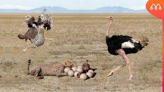 WHEN THE OSTRICH CATCHES THE CHEEPARD ATTACKING ITS NEST