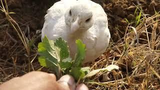 white teetar ki awaz teetar voice teetar sound grey francolin voice new teetar video