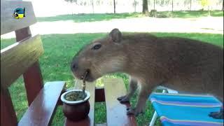 CARPINCHO TOMANDO MATE, LA IMAGEN DISTINTA DE PALENQUE AGROPECUARIO