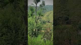 On a Mountain slope Village Beauty Seen from Natural - by Asad Ullah Khan Jadoon.  (Sawabi)