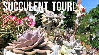 Succulent Garden Tour