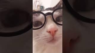 Editing random cats pt 1 | #fyp #edit #cat #viral #shorts | 