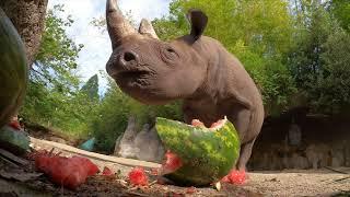 Hungry Rhino Squishes And Eats Giant Watermelon