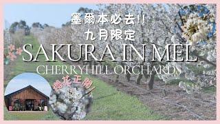 【澳洲vlog】墨爾本櫻花 | Cherryhills Orchards  | 墨爾本賞櫻  | Blossom Festival |九月限定! ｜ 墨爾本旅遊｜墨爾本近郊