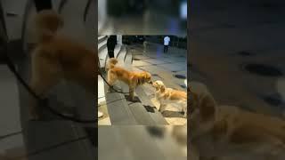 #goldenretriever #dogs  meetup 