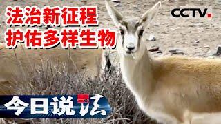 《今日说法》两会特别节目《法治新征程》 护佑多样生物 20230312 | CCTV今日说法官方频道