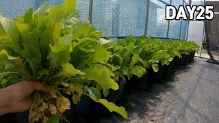 미니하우스 안에 화분 열무 수확 2024(NO비료,NO농약)ㅣHarvesting Young Summer Radish in a pot(No fertilizers,pesticides)