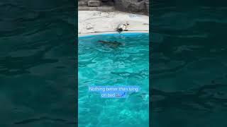 Lazy day for cute seals  #aquarium #japan