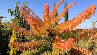 RHUS TYPHINA LACINATA | SUMACH TREE | RHUS TYPHINA DISSECTA | RHUS TYPHINA LEAF