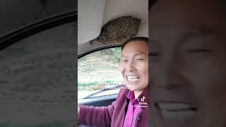 Man’s car Is filled with bees  #foryou #funny #fyp #bee #fypシ #insects