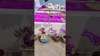 #Purple land#yt shorts#KCreatives#