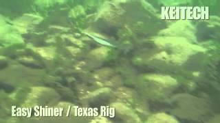 Easy Shiner - Texas Rig