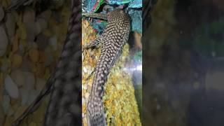 Up-Close With a LARGE Plecostomus!