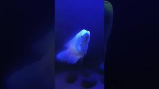 Fish aquarium #fish #tamil #tamilsong #love #trendingshorts