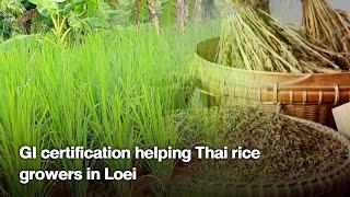 GI certification helping Thai rice growers in Loei