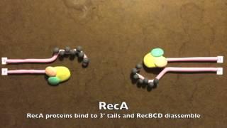 Homologous Recombination in Prokaryotes