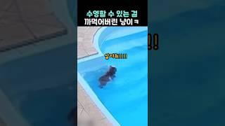 수영할 수 있는 걸 까먹어버린 냥이ㅋ