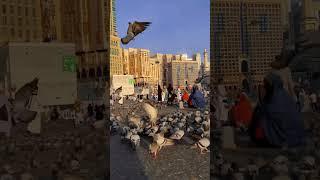 Beautiful view of pigeons flying #haramain #makkah #pigeon #beautiful #baitullah #mashallah