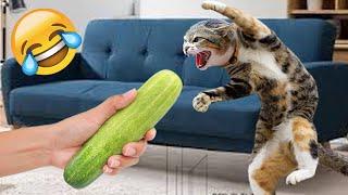 Funniest Cats | Don't try to hold back Laughter | Cutest Lands Part 83