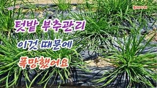 텃밭 부추 이렇게 키우면 폭망합니다 부추도 방재해야 하네요.If you don't control the garden chives, you give up the harvest