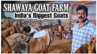 Shawaya Goat Farm 2021 Series Starting Soon | Get Ready For India's Biggest Goats