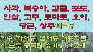 과수, 과채류, 엽채류 대표작물에 모두 사용할 수 있는 천연 살균제, 사과 복숭아 감귤 포도 인삼 고추 토마토 오이 당근 상추까지 안전성 확인 완료