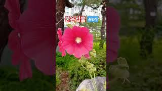붉은입술 #손빈아 구독&좋아요 #스타일스타 #shorts #미스터트롯3