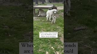 Baby Goat Follows Great Pyrenees #babygoats #cutegoats #greatpyrenees #livestockguardiandogs #lgd