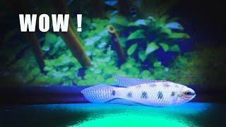 9 Most GLOWING Nano Fish !