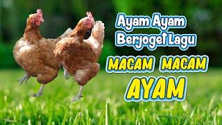 MACAM - MACAM AYAM  AYAM BERJOGET  DANCING CHICKEN