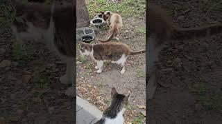 all good stuff #cats #kitty #kettens #catsvsdogs #catsvideo    #catlover #catlovers