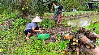 Ra Ruộng Đào Khoai Từ Về Nấu Ăn | MienTayTV