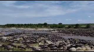 Great Wildebeest Migration | Timelapse of Mara River Crossing