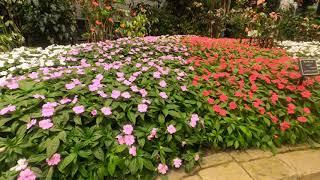 Begonia Garden