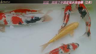 NISHIKIGOI MIDDLE CONSENTRATION SALT BATH TREATMENT [JAPANESE KOI KEEPER]　＃FLUSHING #KOI #POND