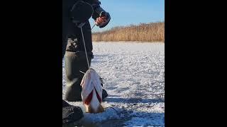 щука не пролезает в лунку #fishing #рыбалка #щука