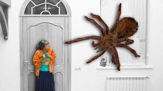 Super Granny VS Giant Spider in real life Compilation