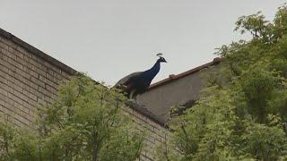 Escaped Peacock Returns to Bronx Zoo After NYC Sidewalk Attack | El Minuto (English)