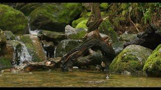 森林溪流水声 + 鸟鸣 | 10小时大自然白噪音 | Sleep, Study, Relax | Stream Sounds & Birdsong