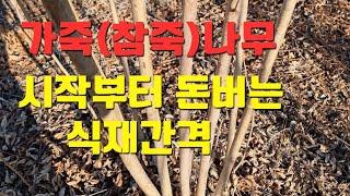 가죽나무(참죽나무) 알맞은 식재간격과 수익률의 상관관계